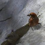 2018年に宮城県で撮影したイスカです