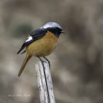 2017年、宮城県で出会ったジョウビタキです