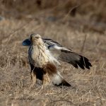 2017年に撮影したくぁしノスリです