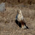 2017年に撮影したくぁしノスリです