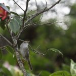 2018年に宮城県で撮影したウグイスです