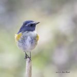 2017年、宮城県で出会ったルリビタキです