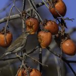 2018年に宮城県で出会ったシロハラです。
