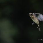 2018年に宮城県で出会ったノビタキです