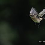 2018年に宮城県で出会ったノビタキです