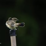 2018年に宮城県で出会ったノビタキです
