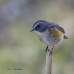 2017年、宮城県で出会ったルリビタキです