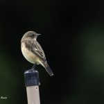 2018年に宮城県で出会ったノビタキです