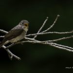 2018年、宮城県で撮影したコサメビタキです。