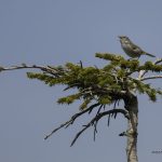 2018年に宮城県で撮影したウグイスです