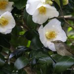 2018年に宮城県で撮影したウグイスです