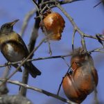 2018年に宮城県で撮影したアカハラです