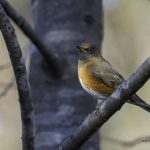 2018年に宮城県で撮影したアカハラです