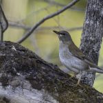 2018年に宮城県で出会ったシロハラです。
