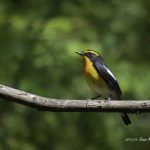 2017年に出会ったキビタキです