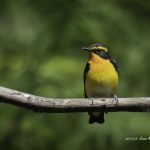 2017年に出会ったキビタキです