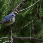 2018年、宮城県で撮影したルリビタキです