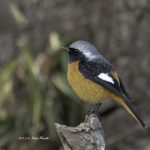 2017年、宮城県で出会ったジョウビタキです