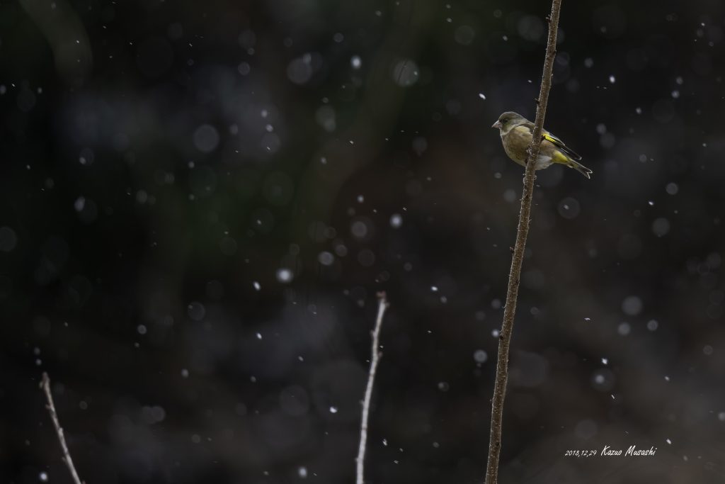 雪降る中にカワラヒワがひっそりと・・・2018年に宮城県で撮影したカワラヒワです