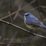 2018年、宮城県で撮影したルリビタキです