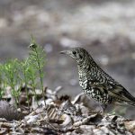 3018年に宮城県で出会ったトラツグミです