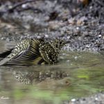 3018年に宮城県で出会った水浴び中のトラツグミです