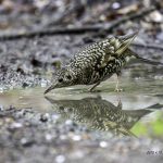 3018年に宮城県で出会った水浴び中のトラツグミです