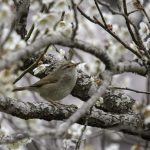2018年に宮城県で撮影したウグイスです