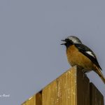 2018年に出会ったジョウビタキです