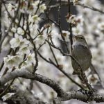 2018年に宮城県で撮影したウグイスです