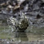 3018年に宮城県で出会った水浴び中のトラツグミです