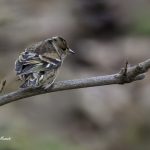 2018年に宮城県で撮影したアトリです