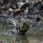 3018年に宮城県で出会った水浴び中のトラツグミです