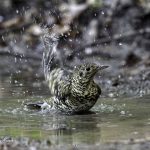 3018年に宮城県で出会った水浴び中のトラツグミです