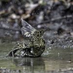 3018年に宮城県で出会った水浴び中のトラツグミです