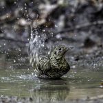 3018年に宮城県で出会った水浴び中のトラツグミです