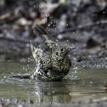 3018年に宮城県で出会った水浴び中のトラツグミです