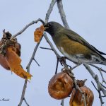 2018年に宮城県で撮影したアカハラです
