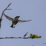 2018年、宮城県で撮影したモズです
