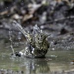 3018年に宮城県で出会った水浴び中のトラツグミです
