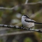 2018年に宮城県で出会ったエナガです