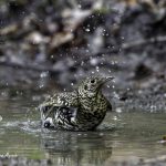 3018年に宮城県で出会った水浴び中のトラツグミです
