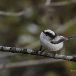 2018年に宮城県で出会ったエナガです