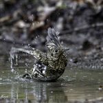 3018年に宮城県で出会った水浴び中のトラツグミです