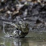 3018年に宮城県で出会った水浴び中のトラツグミです