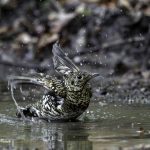 3018年に宮城県で出会った水浴び中のトラツグミです