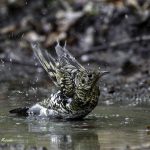 3018年に宮城県で出会った水浴び中のトラツグミです