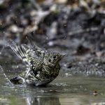 3018年に宮城県で出会った水浴び中のトラツグミです
