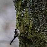 2018年に宮城県で出会ったエナガです