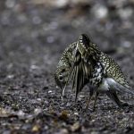 3018年に宮城県で出会った水浴び中のトラツグミです